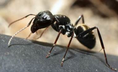 Research shows ants play an important part in forest regeneration Ants