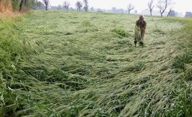 Maharashtra hailstorm leaves three dead, severely crops damaged Hailstorm