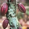 cocoa