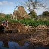French farmer, france