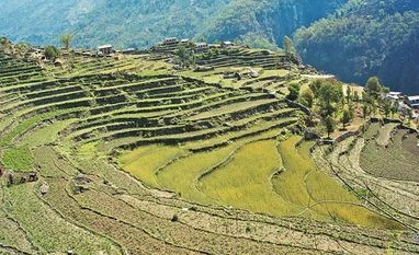 India to produce 277.5 mt of food grains in FY18 against target of 274.5 mt India to produce 277.5 mt of food grains in FY18 against target of 274.5 mt