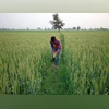 Chhattisgarh govt to start paddy procurement at MSP from November 15 Nafed,Cabinet Committee on Economic Affairs ,CCEA, commodities, pulses prices, oilseed pricem, state government, small farmers agri business consortium, SFAC, Price support scheme, PSS, government of india, minimum support price, MSP, framers distres