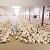 Saudi Arabia suspends poultry imports from India amid bird flu in Karnataka Saudi Arabia suspends poultry imports from India amid bird flu in Karnataka