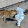 Leopard strays into house in Indore, injures three before being captured