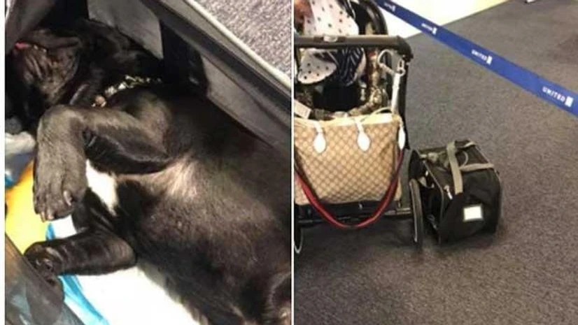 united airlines kills french bulldog united airlines kills french bulldog