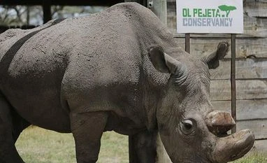 World's last male northern white rhino dies; could spark extinction crisis Rhino