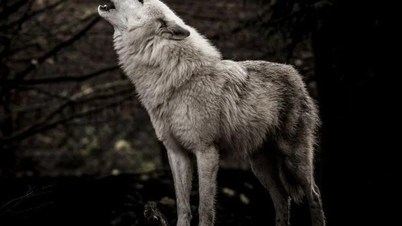 Wolves Wolf. (Photo; Shuttershock)