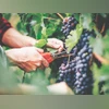 Mahindra Agri Solutions eyes new global markets for Indian grapes