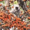 langur, monkey