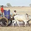 Children transport drinking water near Darai village in the Bundelkhand region. Photo: Reuters