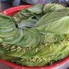 betel leaves