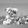 Cotton output may decline by 8% to 29.4 mn bales in 2023-24 season: CAI cotton