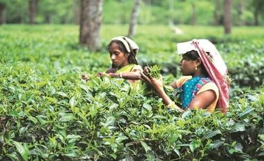 Tea Board to revert to the old English auction system across India tea