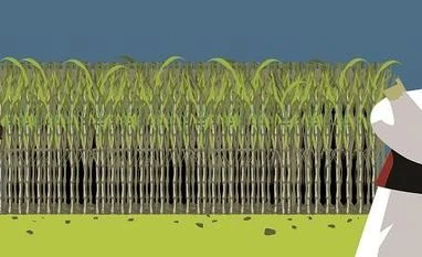 Shekhar Gupta: Sugarcane straws in the political wind Illustration