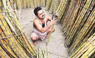 Sugar's bitter harvest: How FRP and SAP raise the cost of production Statsguru