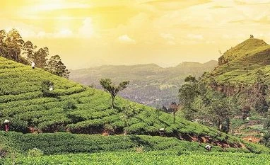 Lenders to troubled McLeod Russel go to SBI Caps for loan restructuring Mc Leod Russel India tea, assam tea, assam tea garden