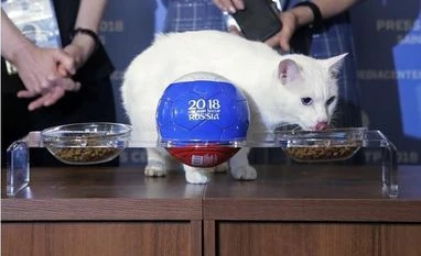 Fifa World Cup oracle Achilles the cat predicts Russia to win first match Achilles the cat
