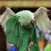 World Cup: Russia asks Nigerian fans not to bring live chickens at stadium