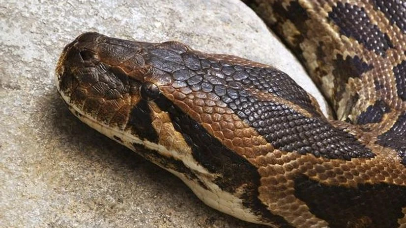 Representative Image python