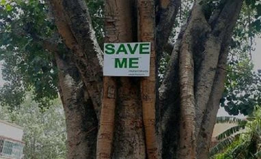 NGT stays tree felling in South Delhi colonies till further orders Delhi Tree Cutting