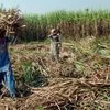 State subsidies for farmers to improve mills' liquidity, clear cane dues