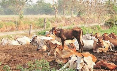 Animal Welfare Board withdraws appeal to celebrate Feb 14 as 'Cow Hug Day' cows