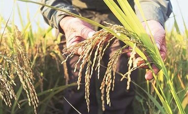 June inflation likely reached highest level in nearly two years With current market prices well below the support prices, experts fear the hike is likely to be inflationary