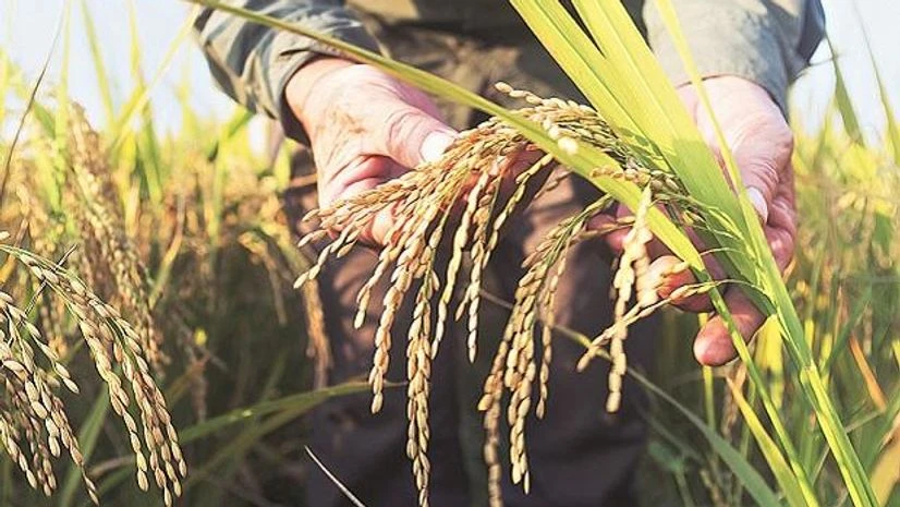 With current market prices well below the support prices, experts fear the hike is likely to be inflationary With current market prices well below the support prices, experts fear the hike is likely to be inflationary