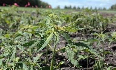 We will not allow govt to cultivate cannabis in Goa, Congress says hemp, cannabis sativa