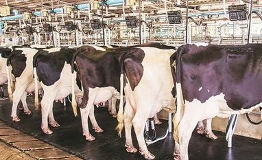 Chennai-based dairy Hatsun Agro to set up plants in Maharashtra, Odisha cow, milk, dairy
