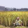 Centre plans to use MGNREGA more effectively in post-harvest works