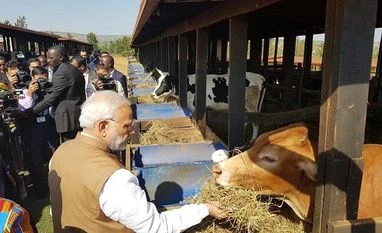 On Rwanda visit, PM Modi gifts 200 cows to villagers in anti-poverty drive narendra modi, rwanda, cows