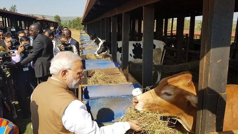 narendra modi, rwanda, cows PM Narendra Modi gifts cows to 200 households in Rweru model village in Bugesera, under Rwandan Government's Girinka Programme. Photo: ANI