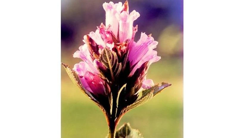 Neelakurinji Neelakurinji