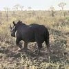 rhino, south africa, wild animals