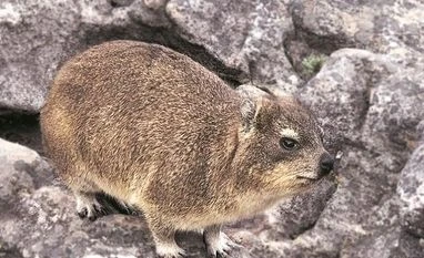 Small, fast, insect-eating animals to predominate in the future: Study dassie, wild animals, africa