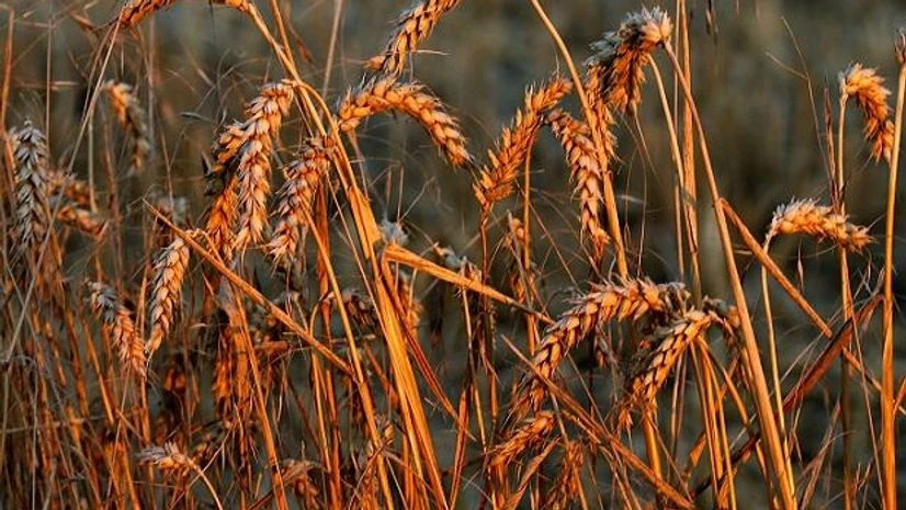 wheat, grain, agriculture, farm wheat