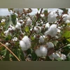 cotton, cotton farming, kharif The pink bollworm has been damaging Maharashtra's cotton crop since the last two years.