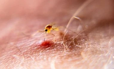 BMC 캠페인 시작 모기, 뎅기열, 말라리아