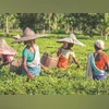 Focus on quality rather than quantity: Assam govt to tea industry | Agriculture Representative image