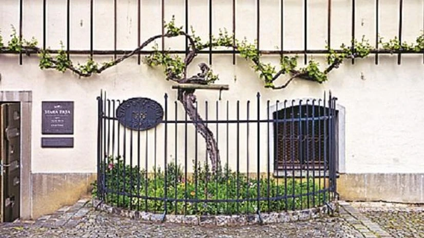 wine, grape Wines made from really old vines may have the term vieilles vignes (‘old vines’, in French) on the label