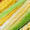 corn