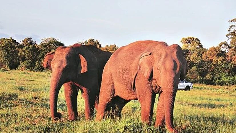 Elephants grazing in Kaudulla National Park Elephants grazing in Kaudulla National Park