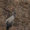 Vulture, Indian Vulture