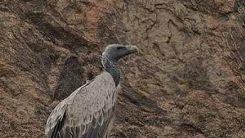 Vulture, Indian Vulture Vulture, Indian Vulture