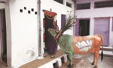 Madhya Pradesh polls: BJP's politics turns cow into party campaigner campaigning cow, madhya pradesh assembly election