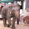 In Chhattisgarh, officials want voters in poll arena, elephants not so much
