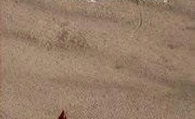 'Nature's Edge' challenges complacency, alarmism about saving environment Nature’s Edge