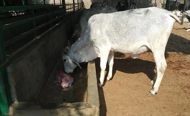 Rajasthan: This cow shelter runs with corporate efficiency, earns millions cows, gaushala, cow shelter