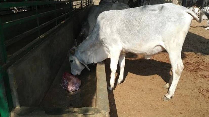 cows, gaushala, cow shelter cows, gaushala, cow shelter
